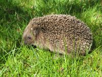 Igel