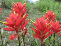 Indian Paintbrush