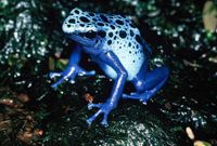 Blauer Pfeilgiftfrosch