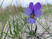 Sandstiefm&uuml;tterchen