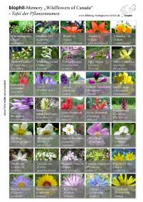 Memory Wildflowers Namen