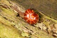 Glomeris hexasticha, rote Farbvariante